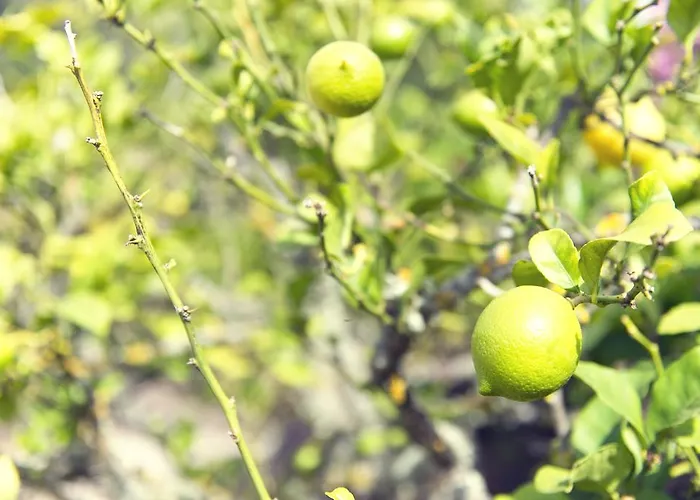 Geranios Bed and breakfast 3*